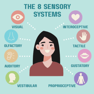 8 Different Sensory Systems